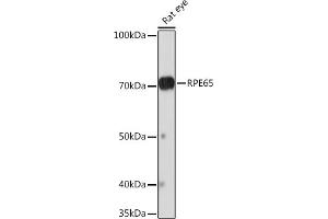 Western blot analysis of extracts of Rat eye, using RPE65 Rabbit mAb (ABIN7269933) at 1:1000 dilution. (RPE65 Antikörper)
