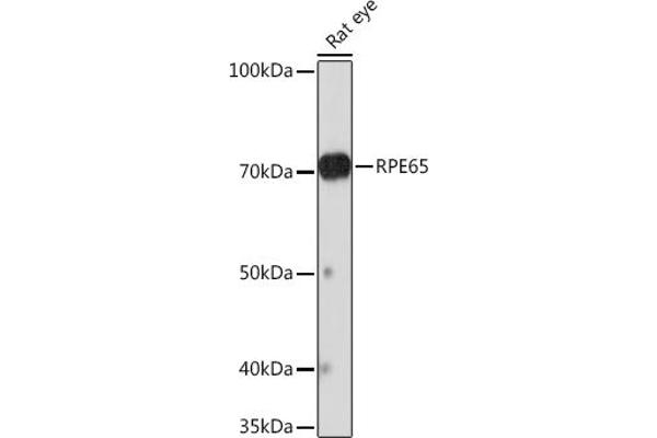 RPE65 Antikörper