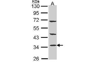 WB Image Sample (30 ug of whole cell lysate) A: A431 , 10% SDS PAGE antibody diluted at 1:1000 (PTER Antikörper)