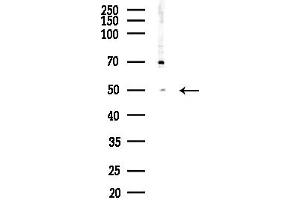Western blot analysis of lysates from Rat brain, using MGC Antibody at 1/1000 dilution.