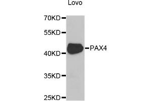 Western blot analysis of extracts of Lovo cells, using PAX4 antibody (ABIN5975374) at 1/1000 dilution. (PAX4 Antikörper)