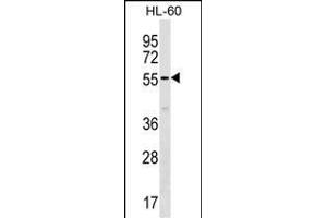 SM50 Antibody (Center) (ABIN1537915 and ABIN2838212) western blot analysis in HL-60 cell line lysates (35 μg/lane). (SAMM50 Antikörper  (AA 163-189))