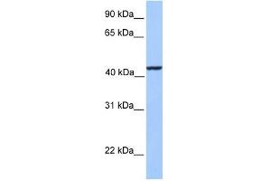 KLC3 antibody used at 1 ug/ml to detect target protein. (KLC3 Antikörper  (Middle Region))