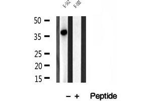 Western blot analysis of extracts of K-562 cells, using SGTA antibody. (SGTA Antikörper  (C-Term))