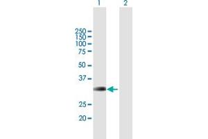 Western Blot analysis of BRMS1 expression in transfected 293T cell line by BRMS1 MaxPab polyclonal antibody.