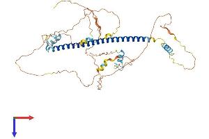 CREB3L3 Protein (AA 1-461) (His tag)