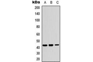 Western blot analysis of Kir4. (KCNJ15 Antikörper  (Center))
