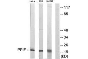 Western blot analysis of extracts from HepG2/HeLa/293 cells, using PPIF Antibody. (PPIF Antikörper  (AA 86-135))