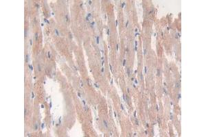 IHC-P analysis of Mouse Tissue, with DAB staining. (VEGFB Antikörper  (AA 21-207))