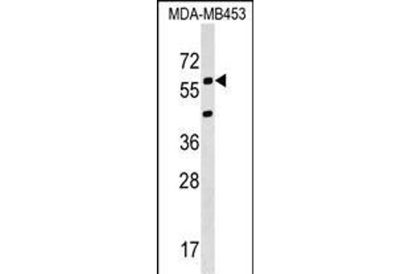 KCNS3 Antikörper  (N-Term)