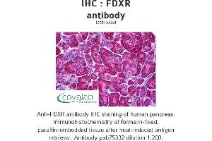 Image no. 1 for anti-Ferredoxin Reductase (FDXR) antibody (ABIN1734312) (Ferredoxin Reductase Antikörper)