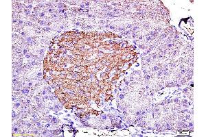 Formalin-fixed and paraffin embedded mouse pancreas labeled with Anti-Insulin Polyclonal Antibody, Unconjugated (ABIN724265) 1:200 followed by conjugation to the secondary antibody and DAB staining (Insulin Antikörper  (AA 46-59))