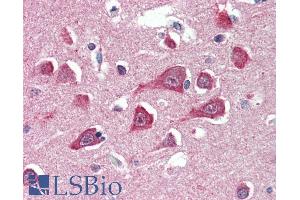 ABIN335142 (5µg/ml) staining of paraffin embedded Human Cortex. (PLAAT3 (N-Term) Antikörper)