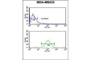 Flow cytometric analysis of MDA-MB435 cells using NARFL Antibody (Center) Cat. (NARFL Antikörper  (Middle Region))