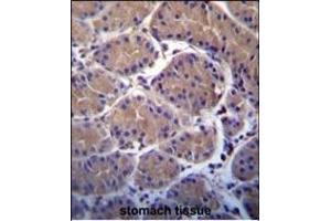 USP20 Antibody (C-term) (ABIN388910 and ABIN2839192) immunohistochemistry analysis in formalin fixed and paraffin embedded human stomach tissue followed by peroxidase conjugation of the secondary antibody and DAB staining.