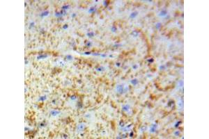 IHC-P analysis of Brain tissue, with DAB staining. (MBP Antikörper  (AA 220-301))