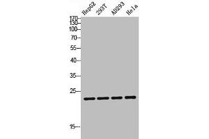 Western blot analysis of HepG2 293T AD293 Hela lysis using TDGF1P3 antibody. (Cripto-3 Antikörper  (Internal Region))