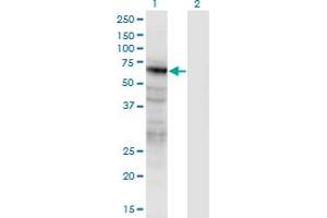 Western Blot analysis of PANX2 expression in transfected 293T cell line by PANX2 monoclonal antibody (M02), clone 2B11.
