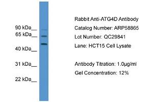 Western Blotting (WB) image for anti-Autophagy related 4D Cysteine Peptidase (ATG4D) (Middle Region) antibody (ABIN2787856)