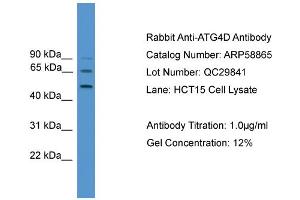 WB Suggested Anti-ATG4D  Antibody Titration: 0. (ATG4D Antikörper  (Middle Region))