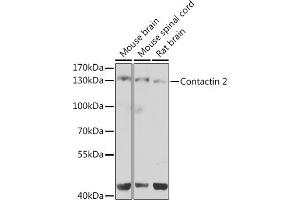 Western blot analysis of extracts of various cell lines, using Contactin 2 antibody (ABIN6131378, ABIN6138801, ABIN6138802 and ABIN6223677) at 1:1000 dilution. (CNTN2 Antikörper  (AA 785-1012))