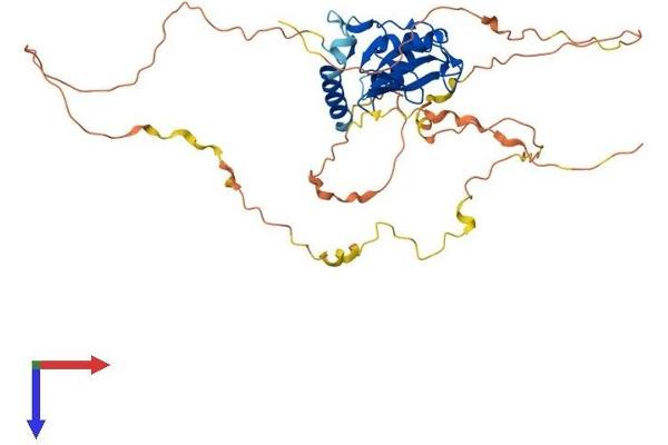 SH2D2A Protein (AA 1-389) (His tag)