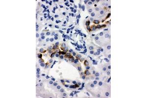 Anti-Kallikrein 1 antibody, IHC(P) IHC(P): Rat Kidney Tissue