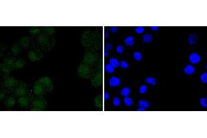 N2A cells were stained with Oct 4 (2D5) Monoclonal Antibody  at [1:200] incubated overnight at 4C, followed by secondary antibody incubation, DAPI staining of the nuclei and detection. (OCT4 Antikörper)