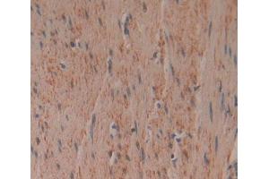 Used in DAB staining on fromalin fixed paraffin- embedded Kidney tissue (PCDHB15 Antikörper  (AA 35-347))