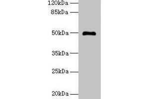 Western blot All lanes: ADAL antibody at 6 μg/mL + Mouse kidney tissue Secondary Goat polyclonal to rabbit IgG at 1/10000 dilution Predicted band size: 41, 31, 38 kDa Observed band size: 50 kDa (ADAL Antikörper  (AA 1-267))