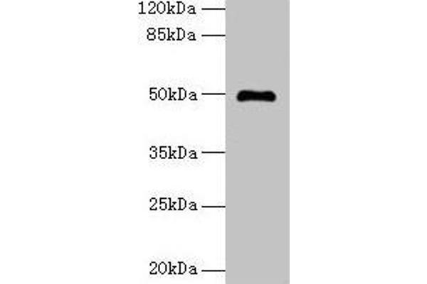 ADAL 抗体  (AA 1-267)