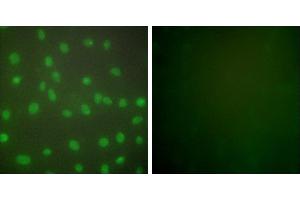 Peptide - +Immunofluorescence analysis of NIH/3T3 cells, using HDAC1 antibody (#C0221). (HDAC1 Antikörper)