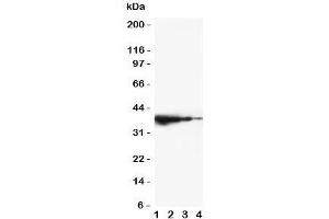Western blot testing of TRIF antibody and mouse recombinant protein, 37.