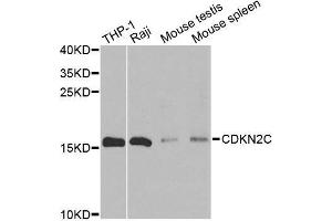 Western blot analysis of extracts of various cell lines, using CDKN2C antibody. (CDKN2C Antikörper)
