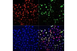 Immunofluorescence analysis of HeLa cells using BrdU antibody (Green)(ABIN2650900) and TriMethyl-Histone H3-K27 antibody (Red)(A2363). (BrdU Antikörper)
