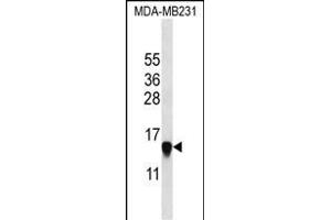 HIST2H2 Antibody (N-term) (ABIN657623 and ABIN2846619) western blot analysis in MDA-M cell line lysates (35 μg/lane). (HIST2H2AA3 Antikörper  (N-Term))