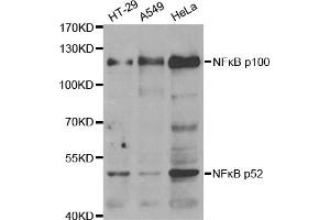 Western blot analysis of extracts of various cell lines, using NFKB2 antibody (ABIN2975984). (NFKB2 Antikörper)