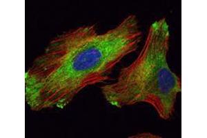 Immunofluorescence analysis of Hela cells using WIF1 mouse mAb (green). (WIF1 Antikörper)