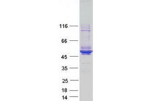 Validation with Western Blot (MAGEA4 Protein (Transcript Variant 1) (Myc-DYKDDDDK Tag))