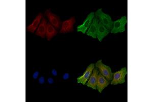 ABIN6257698 and ABIN6274605 staining Hela cells by IF/ICC. (Cadherin 8 Antikörper  (Internal Region))