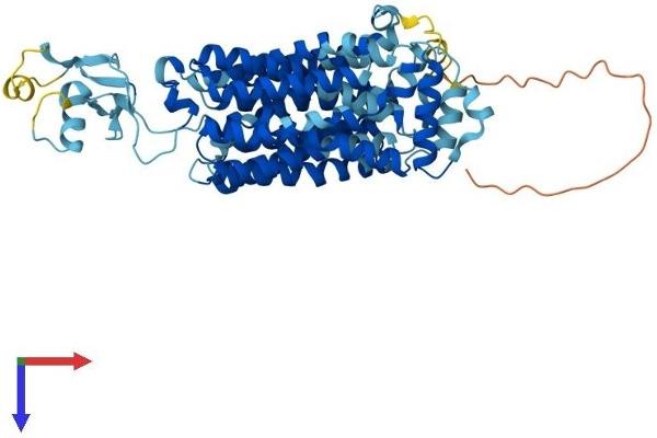 SLC22A13 Protein (AA 1-551) (His tag)