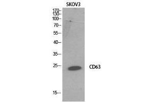 Western Blot (WB) analysis of SKOV3 cells using CD63 Polyclonal Antibody. (CD63 Antikörper  (Internal Region))