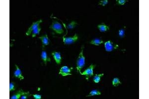 Immunofluorescent analysis of U251 cells using ABIN7175089 at dilution of 1:100 and Alexa Fluor 488-congugated AffiniPure Goat Anti-Rabbit IgG(H+L) (GPR17 Antikörper  (AA 1-36))