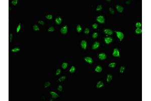 Immunofluorescence staining of Hela cells with ABIN7165783 at 1:66, counter-stained with DAPI. (MRO Antikörper  (AA 12-85))