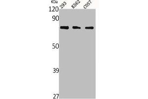 Western Blot analysis of 293 K562 COS cells using Netrin-1 Polyclonal Antibody (Netrin 1 Antikörper  (C-Term))