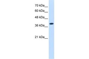 Western Blotting (WB) image for anti-Isocitrate Dehydrogenase 3 (NAD+) alpha (IDH3A) antibody (ABIN2462553) (IDH3A Antikörper)