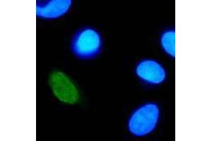 Immunofluorescence (IF) image for anti-Human Papilloma Virus Type 11 (HPV-11) (AA 202-284) antibody (ABIN781775) (Human Papilloma Virus Type 11 (HPV-11) (AA 202-284) Antikörper)