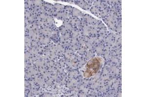 Immunohistochemical staining of human pancreas with KCND1 polyclonal antibody  shows moderate cytoplasmic positivity in Islet cells. (KCND1 Antikörper)