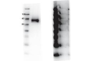 Western Blot of Rabbit anti-RONpY1360 antibody. (MST1R Antikörper  (Internal Region, pTyr1360))