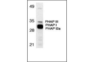 Western blot analysis of PHAP expression in human Raji cell lysate with this product at 1 μg/ml. (PHAP1 Antikörper  (N-Term))